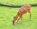 Western Sitatunga eating grass Royalty Free Stock Photo