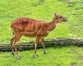 Western Sitatunga eating grass Royalty Free Stock Photo