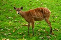 western sitatunga on green grass Royalty Free Stock Photo
