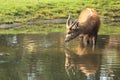 Western sitatunga Royalty Free Stock Photo