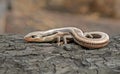 Western Skink Lizard, Coronado Skink Plestiodon skiltonianus interparietalis on log