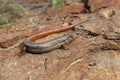 Western Skink Lizard, Coronado Skink Plestiodon skiltonianus interparietalis male