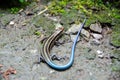 Western Skink lizard in wilderness Royalty Free Stock Photo