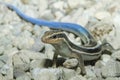 Western skink