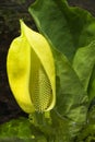 Western Skunk Cabbage Royalty Free Stock Photo