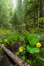 Western Skunk Cabbage Royalty Free Stock Photo