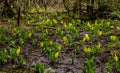 Western Skunk Cabbage Lysichiton americanus in a red alder grove, Olympic National Park