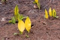 Western skunk-cabbage Lysichiton americanus, yellow flower emerging Royalty Free Stock Photo