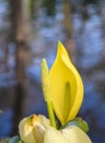 Western skunk-cabbage Lysichiton americanus, with yellow flowers on a bank Royalty Free Stock Photo