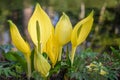 Western skunk-cabbage Lysichiton americanus, yellow flowers on a bank Royalty Free Stock Photo