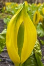 Western Skunk Cabbage Royalty Free Stock Photo