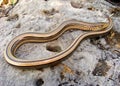 Western Slender Glass Lizard, Ophisaurus attenuatu