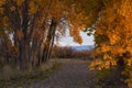 Western Slope Cottonwood Trees Royalty Free Stock Photo