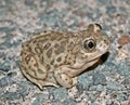 Close up of western spadefoot toad Spea hammondii on road at night