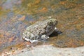 Western spadefoot toad Spea hammondii in creek Royalty Free Stock Photo