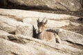 Western Spanish ibex (Capra pyrenaica victoriae)