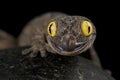 Western spiny-tailed gecko Strophurus spinigerus Royalty Free Stock Photo