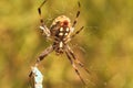 Western Spotted Orb Weaver