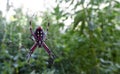 A Western Spotted Orbweaver Spider, Neoscona oaxacensis