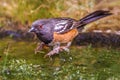 Western Spotted Towhee