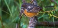 Western Spotted Towhee