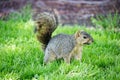 Western Squirrel Royalty Free Stock Photo