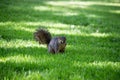 Western Squirrel Royalty Free Stock Photo