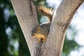 Western Squirrel Royalty Free Stock Photo
