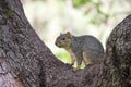 Western Squirrel Royalty Free Stock Photo
