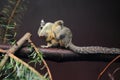 Western striped squirrel Royalty Free Stock Photo