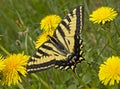 Western Tiger Swallowtail Butterfly dandelion wildflowers Royalty Free Stock Photo