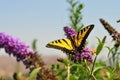 Western Tiger Swallowtail Papilio rutulus Butterfly on Butterfly Bush