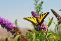 Western Tiger Swallowtail Papilio rutulus Butterfly on Butterfly Bush