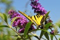 Western Tiger Swallowtail Papilio rutulus Butterfly on Butterfly Bush Royalty Free Stock Photo