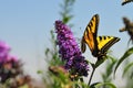 Western Tiger Swallowtail Papilio rutulus Butterfly Feeding at Butterfly Bush