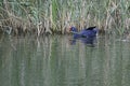 The Purple Swamphen Porphyrio porphyrio is a `swamp hen` in the rail family Rallidae. Royalty Free Stock Photo