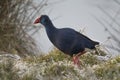 Western Swamphen running across the water edge