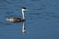 Western Grebe Royalty Free Stock Photo