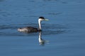 Western Grebe Royalty Free Stock Photo