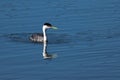 Western Grebe Royalty Free Stock Photo