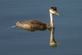 Western Grebe Royalty Free Stock Photo