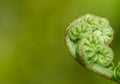 Western Sword Fern fiddlehead isolated on green and yellow background with yellow light and room for text