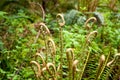 Western Sword Fern fiddleheads in North Vancouver