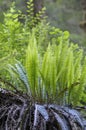 Western sword fern Polystichum munitum, Carmanah Walbran Provincial Park, British Columbia