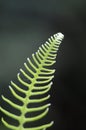 Western sword fern Polystichum munitum, Carmanah Walbran Provincial Park, British Columbia