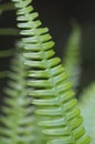 Western sword fern Polystichum munitum, Carmanah Walbran Provincial Park, British Columbia