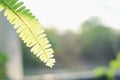 Western sword fern is a single leaf
