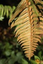 Western swordfern plant Polystichum munitum growing in the woods of Vancouver Island, British Columbia, Canada