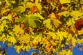 Western sycamore leaves in autumn, California Royalty Free Stock Photo