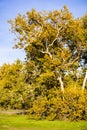 Western Sycamore tree Platanus racemosa, Sycamore Grove Park, Livermore, San Francisco bay area, California